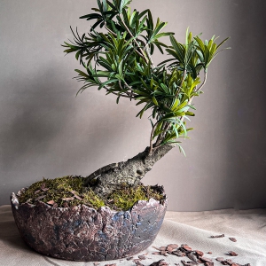 Bonsai