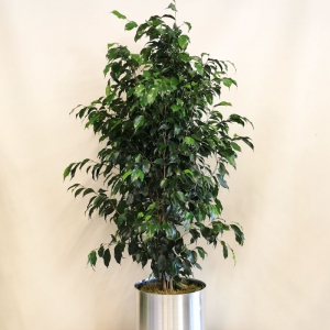 Ficus Benjamin