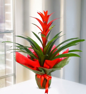 Guzmania