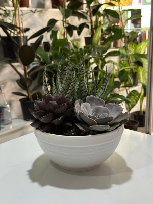 Teraryum & Sukulent